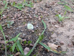 Abaeis albula celata