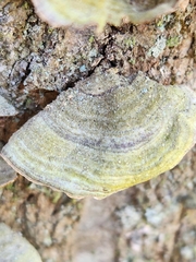 Stereum fasciatum