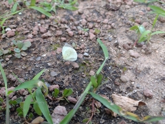 Abaeis albula celata