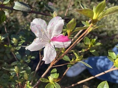 Rhododendron indicum