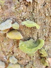 Stereum fasciatum