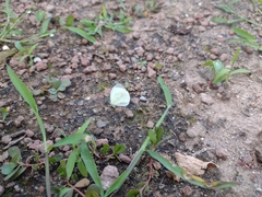 Abaeis albula celata