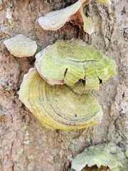 Stereum fasciatum