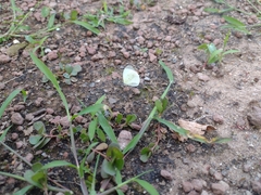 Abaeis albula celata