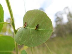 Brunotartessus fulvus