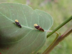 Brunotartessus fulvus