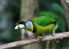 Psilopogon pyrolophus