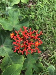 Jatropha podagrica