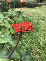 Jatropha podagrica