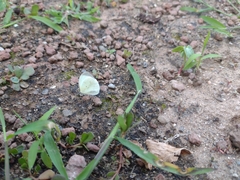 Abaeis albula celata