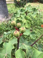Jatropha podagrica