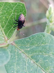 Horciasinus argentinus