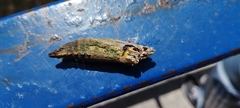 Papilionoidea