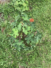 Jatropha podagrica