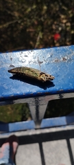 Papilionoidea