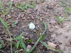 Abaeis albula celata