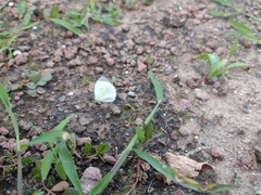 Abaeis albula celata