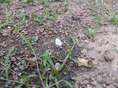 Abaeis albula celata