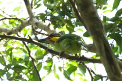 Psilopogon chrysopogon