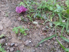 Abaeis albula celata