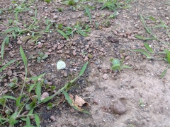 Abaeis albula celata