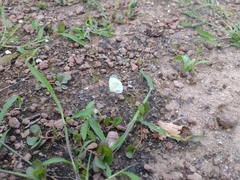 Abaeis albula celata