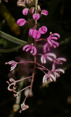 Grevillea leptobotrys