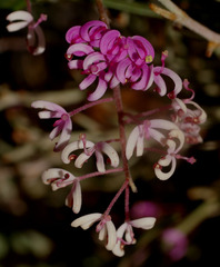 Grevillea leptobotrys