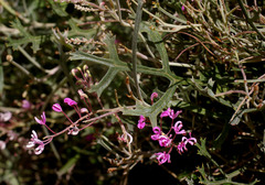 Grevillea leptobotrys