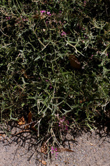 Grevillea leptobotrys