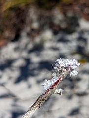 Dactylopius confusus