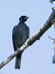 Gymnoderus foetidus
