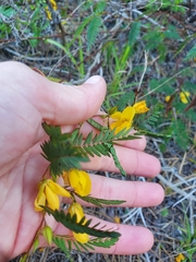 Chamaecrista