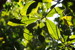 Lithocarpus edulis