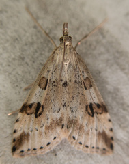 Udea washingtonalis