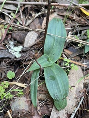 Piperia