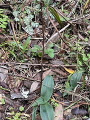 Piperia
