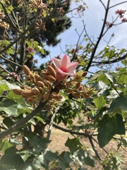 Brachychiton discolor