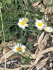 Brachyscome diversifolia