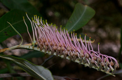 Grevillea barklyana