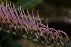 Grevillea barklyana