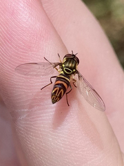 Allograpta neotropica