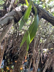 Epidendrum nocturnum