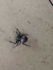 Araneidae