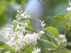 Celastrina neglecta