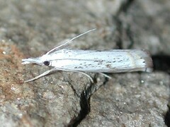 Crambus albellus