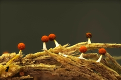 Physarum melleum