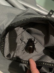 Xylotrupes australicus