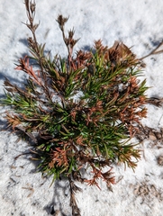 Polypremum procumbens