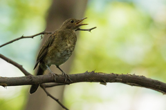 Turdus maculirostris